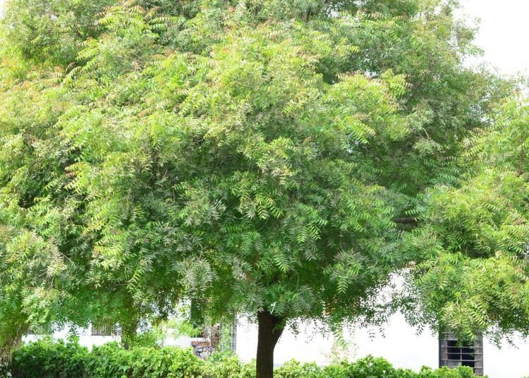 El aceite de neem aplicaciones en el huerto y jardín ecológico