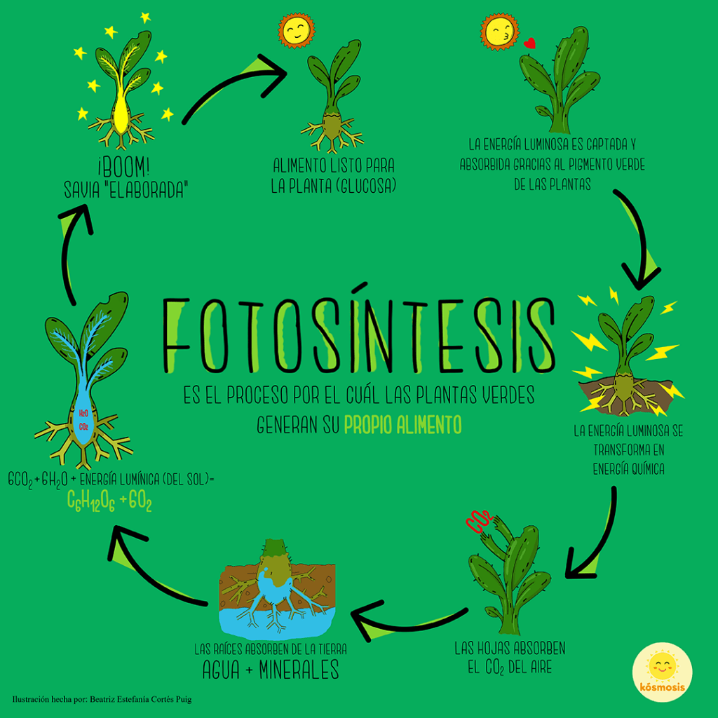 ¿Que es la fotosíntesis? ¿Como se produce la fotosíntesis? Que es la fotosintesis