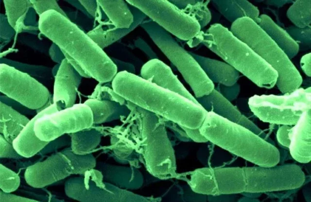 Bacillus Thuringiensis Bacillus Thuringiensis