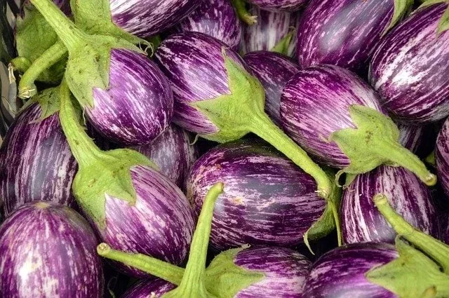 Guía del cultivo de la Berenjena Berenjena listada