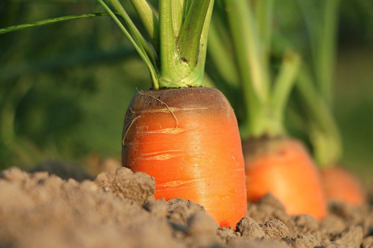 Guía del cultivo de la zanahoria