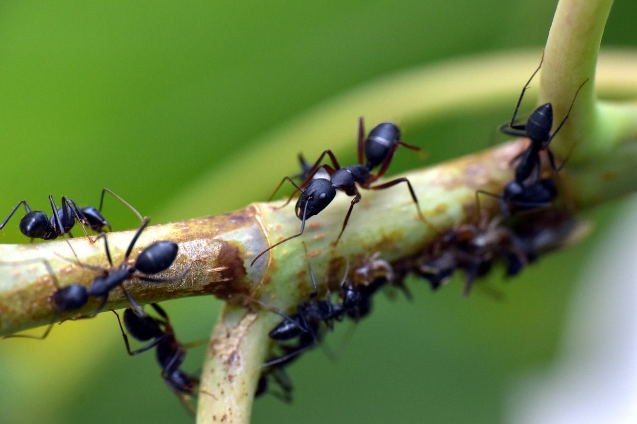 Eliminar las hormigas con remedios naturales y ecológicos.