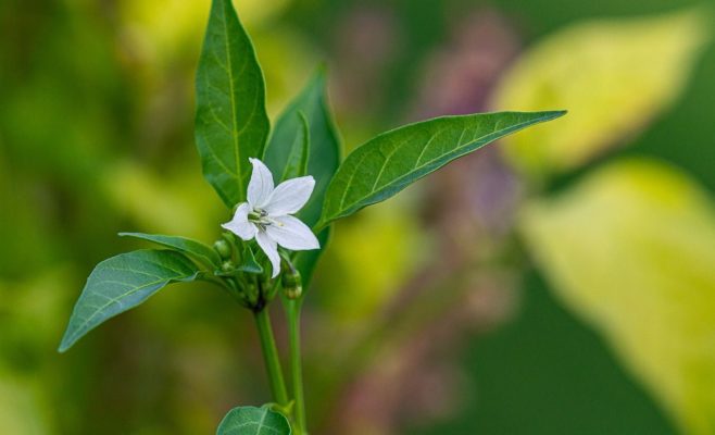 flor del pimiento-cultivo del pimiento