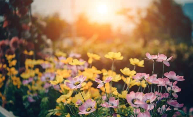 que sembrar y plantar en primavera